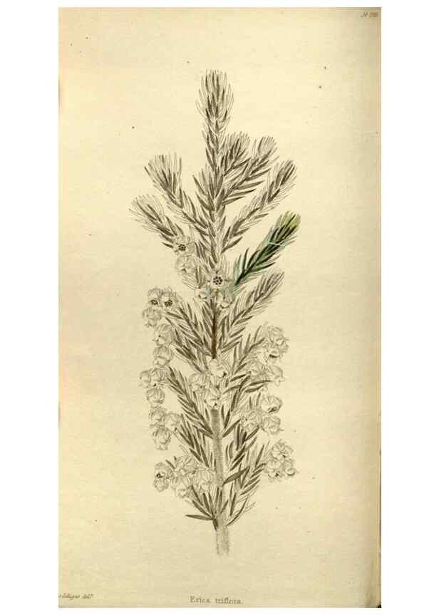 Reproducción/Reproduction 48787430026: The botanical cabinet. London :John & Arthur Arch ...,1817-1833.. 