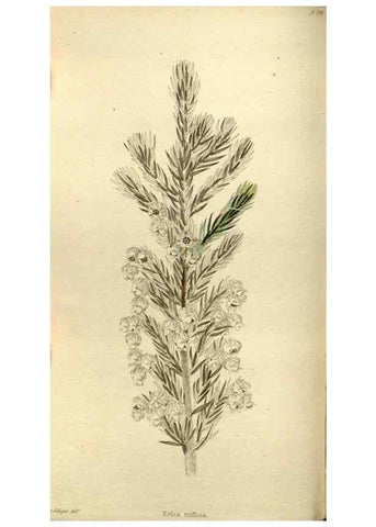 Reproducción/Reproduction 48787430026: The botanical cabinet. London :John & Arthur Arch ...,1817-1833.. 
