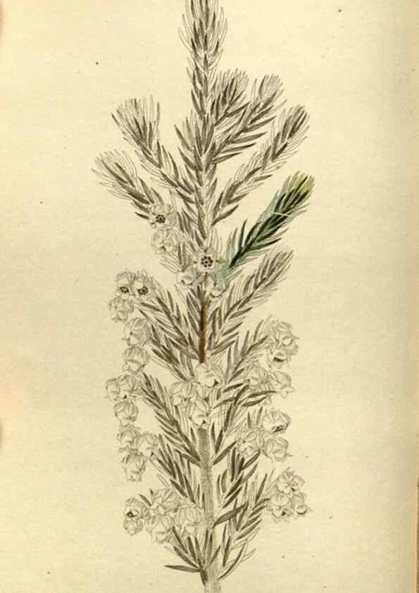 Reproducción/Reproduction 48787430026: The botanical cabinet. London :John & Arthur Arch ...,1817-1833.. 