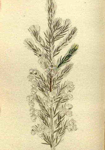 Reproducción/Reproduction 48787430026: The botanical cabinet. London :John & Arthur Arch ...,1817-1833.. 
