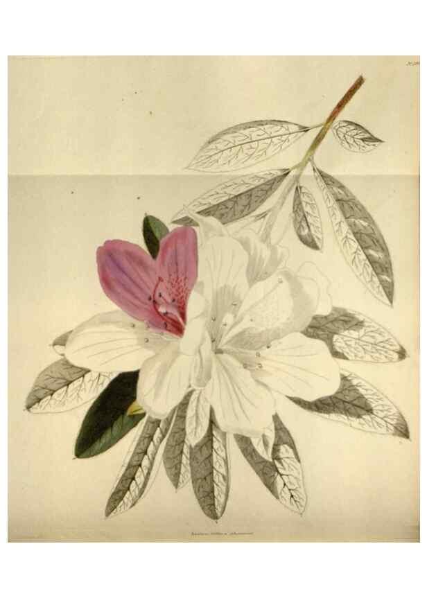 Reproducción/Reproduction 48787430536: The botanical cabinet. London :John & Arthur Arch ...,1817-1833.. 