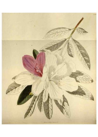 Reproducción/Reproduction 48787430536: The botanical cabinet. London :John & Arthur Arch ...,1817-1833.. 