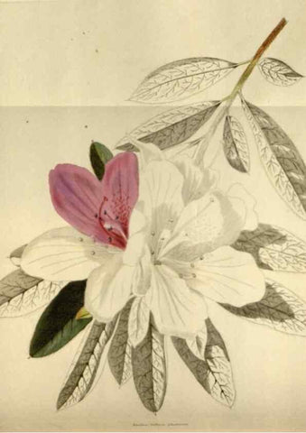 Reproducción/Reproduction 48787430536: The botanical cabinet. London :John & Arthur Arch ...,1817-1833.. 