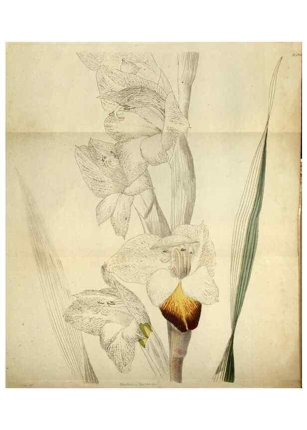 Reproducción/Reproduction 48787436326: The botanical cabinet. London :John & Arthur Arch ...,1817-1833.. 