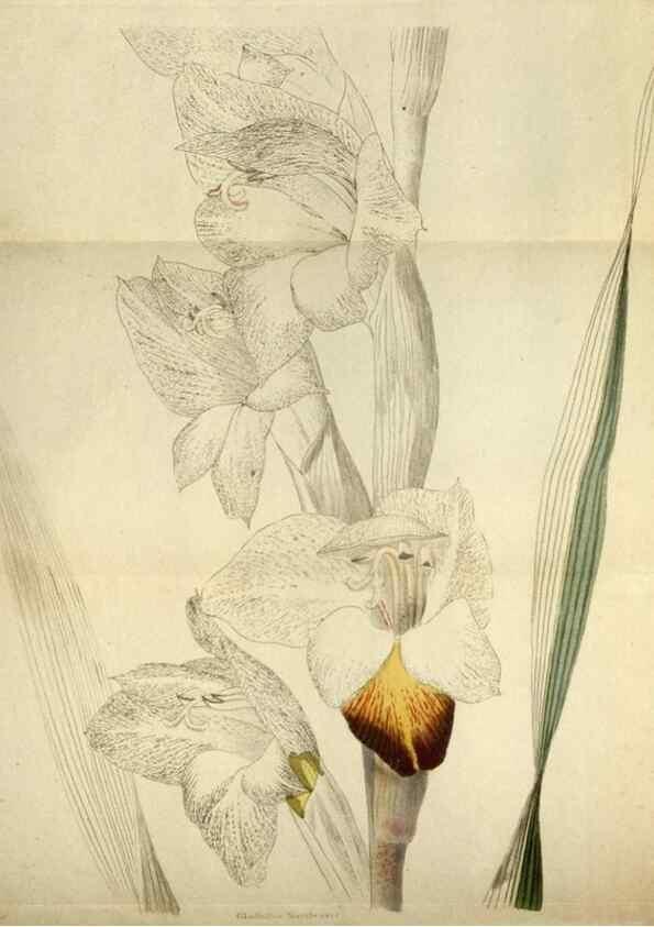 Reproducción/Reproduction 48787436326: The botanical cabinet. London :John & Arthur Arch ...,1817-1833.. 