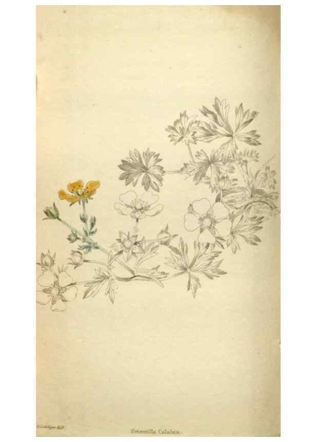 Reproducción/Reproduction 48787076338: The botanical cabinet. London :John & Arthur Arch ...,1817-1833.. 