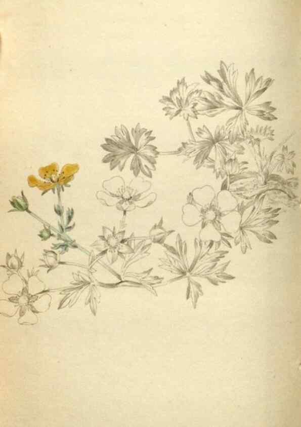 Reproducción/Reproduction 48787076338: The botanical cabinet. London :John & Arthur Arch ...,1817-1833.. 
