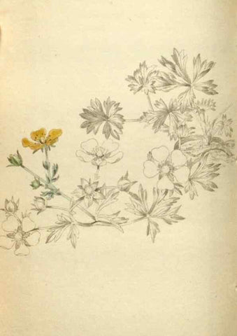 Reproducción/Reproduction 48787076338: The botanical cabinet. London :John & Arthur Arch ...,1817-1833.. 