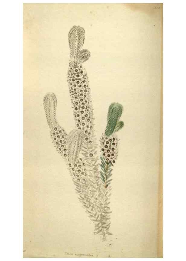 Reproducción/Reproduction 48787590697: The botanical cabinet. London :John & Arthur Arch ...,1817-1833.. 