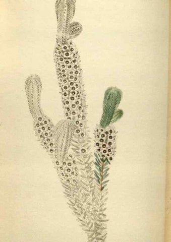 Reproducción/Reproduction 48787590697: The botanical cabinet. London :John & Arthur Arch ...,1817-1833.. 