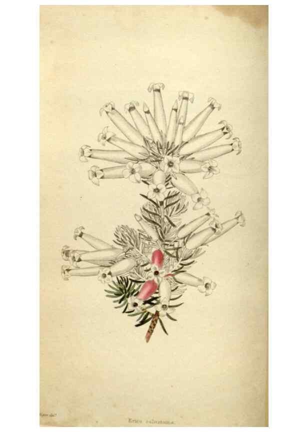 Reproducción/Reproduction 48787076903: The botanical cabinet. London :John & Arthur Arch ...,1817-1833.. 