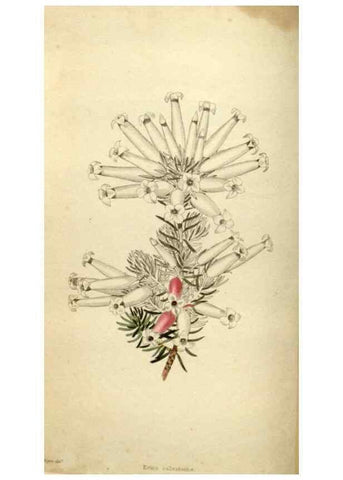 Reproducción/Reproduction 48787076903: The botanical cabinet. London :John & Arthur Arch ...,1817-1833.. 