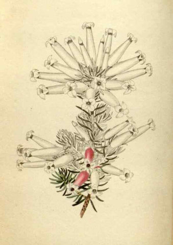 Reproducción/Reproduction 48787076903: The botanical cabinet. London :John & Arthur Arch ...,1817-1833.. 