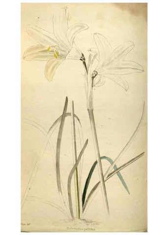 Reproducción/Reproduction 48787591122: The botanical cabinet. London :John & Arthur Arch ...,1817-1833.. 