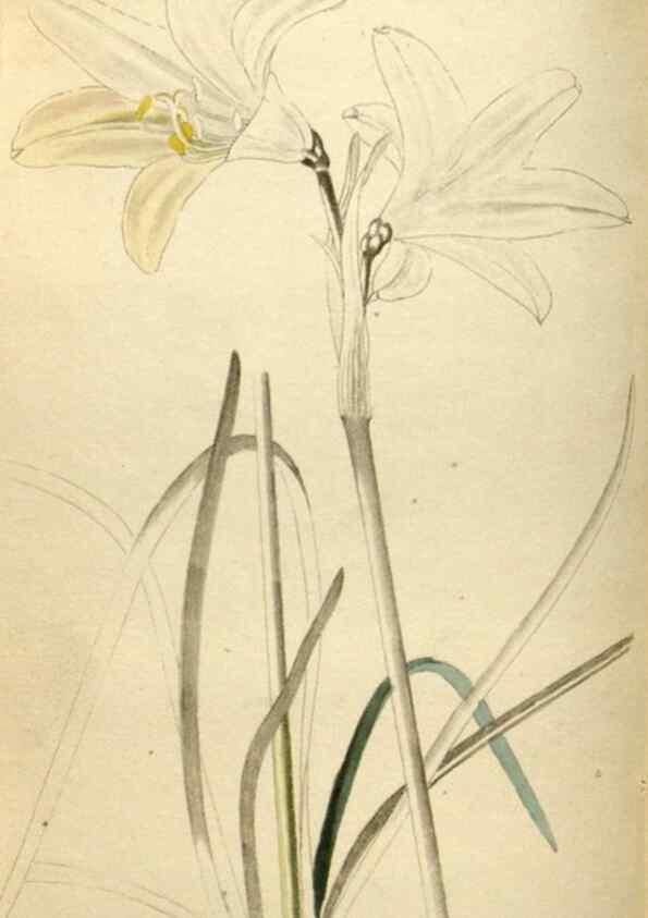 Reproducción/Reproduction 48787591122: The botanical cabinet. London :John & Arthur Arch ...,1817-1833.. 