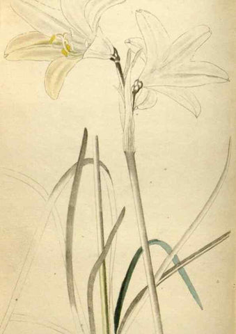 Reproducción/Reproduction 48787591122: The botanical cabinet. London :John & Arthur Arch ...,1817-1833.. 