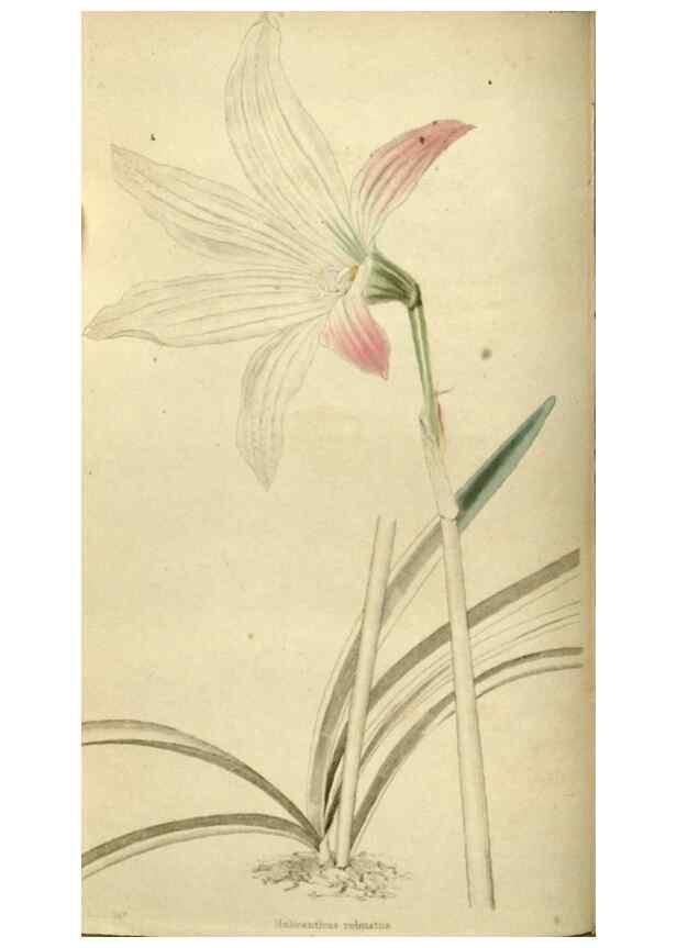 Reproducción/Reproduction 48787077288: The botanical cabinet. London :John & Arthur Arch ...,1817-1833.. 