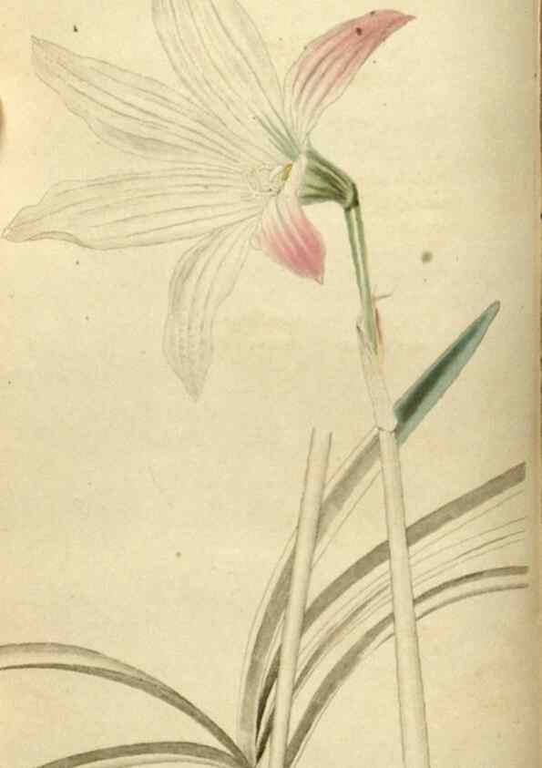 Reproducción/Reproduction 48787077288: The botanical cabinet. London :John & Arthur Arch ...,1817-1833.. 