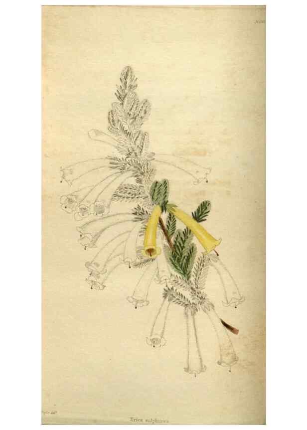 Reproducción/Reproduction 48787077498: The botanical cabinet. London :John & Arthur Arch ...,1817-1833.. 