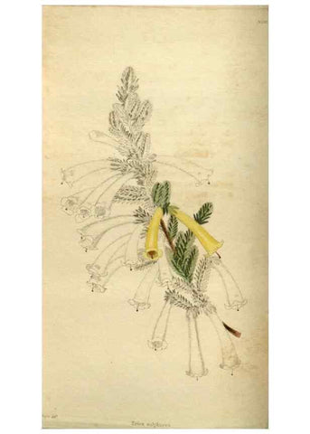 Reproducción/Reproduction 48787077498: The botanical cabinet. London :John & Arthur Arch ...,1817-1833.. 