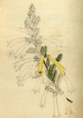 Reproducción/Reproduction 48787077498: The botanical cabinet. London :John & Arthur Arch ...,1817-1833.. 