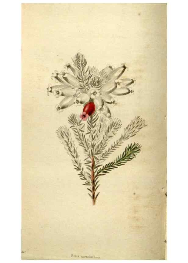Reproducción/Reproduction 48787591832: The botanical cabinet. London :John & Arthur Arch ...,1817-1833.. 