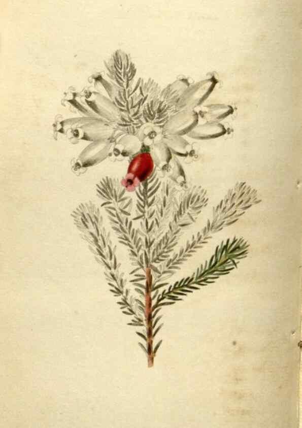 Reproducción/Reproduction 48787591832: The botanical cabinet. London :John & Arthur Arch ...,1817-1833.. 