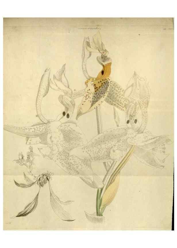 Reproducción/Reproduction 48787592032: The botanical cabinet. London :John & Arthur Arch ...,1817-1833.. 