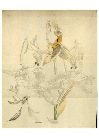 Reproducción/Reproduction 48787592032: The botanical cabinet. London :John & Arthur Arch ...,1817-1833.. 