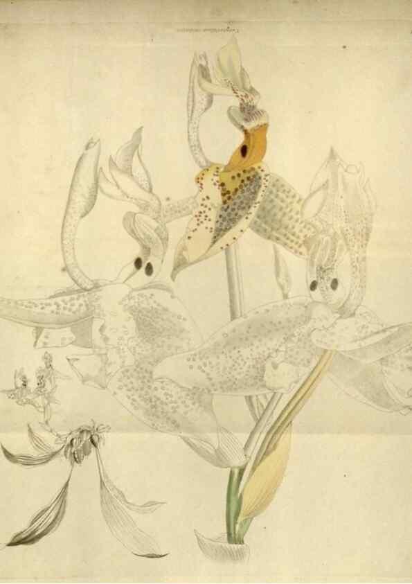 Reproducción/Reproduction 48787592032: The botanical cabinet. London :John & Arthur Arch ...,1817-1833.. 
