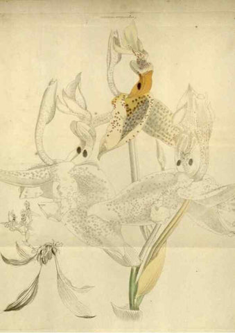 Reproducción/Reproduction 48787592032: The botanical cabinet. London :John & Arthur Arch ...,1817-1833.. 