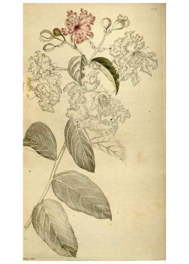 Reproducción/Reproduction 48787592302: The botanical cabinet. London :John & Arthur Arch ...,1817-1833.. 