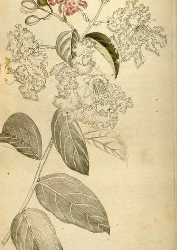 Reproducción/Reproduction 48787592302: The botanical cabinet. London :John & Arthur Arch ...,1817-1833.. 