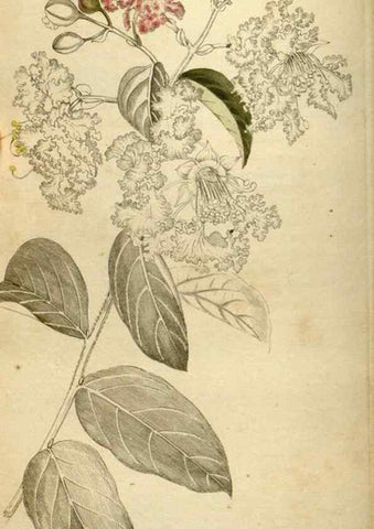 Reproducción/Reproduction 48787592302: The botanical cabinet. London :John & Arthur Arch ...,1817-1833.. 