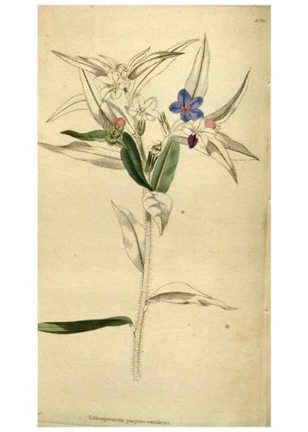 Reproducción/Reproduction 48787078378: The botanical cabinet. London :John & Arthur Arch ...,1817-1833.. 