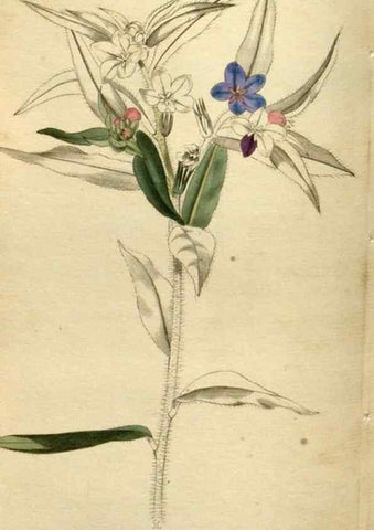 Reproducción/Reproduction 48787078378: The botanical cabinet. London :John & Arthur Arch ...,1817-1833.. 