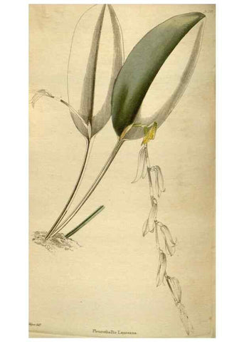 Reproducción/Reproduction 48787592797: The botanical cabinet. London :John & Arthur Arch ...,1817-1833.. 