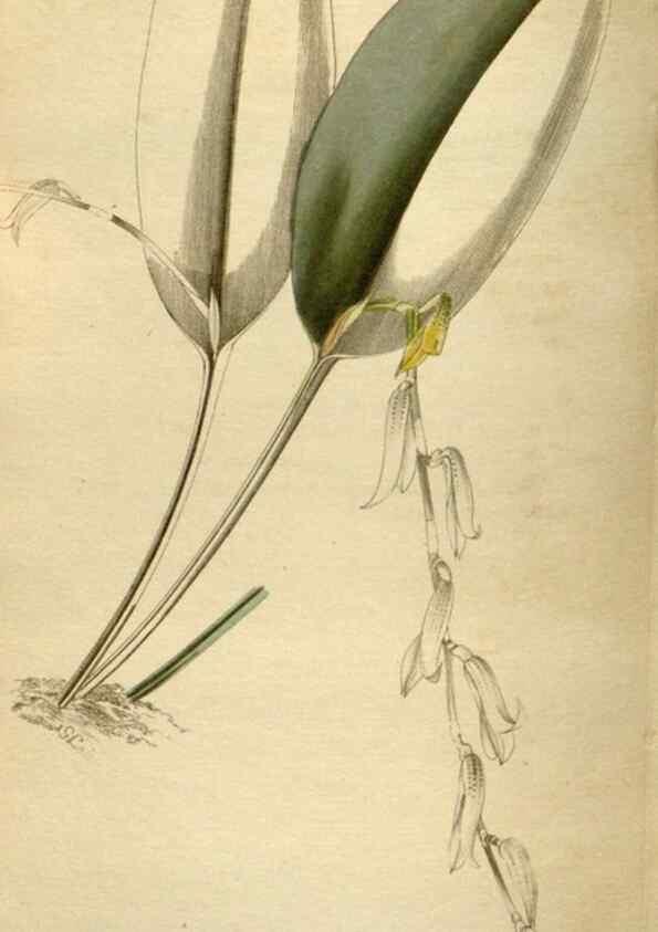 Reproducción/Reproduction 48787592797: The botanical cabinet. London :John & Arthur Arch ...,1817-1833.. 