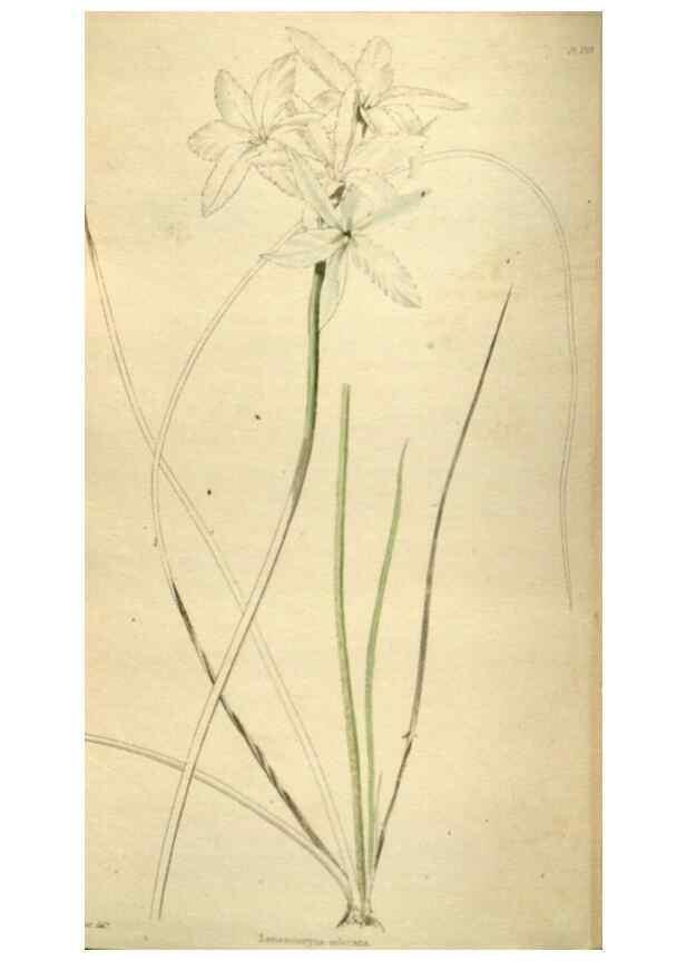Reproducción/Reproduction 48787439221: The botanical cabinet. London :John & Arthur Arch ...,1817-1833.. 