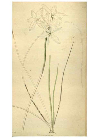 Reproducción/Reproduction 48787439221: The botanical cabinet. London :John & Arthur Arch ...,1817-1833.. 