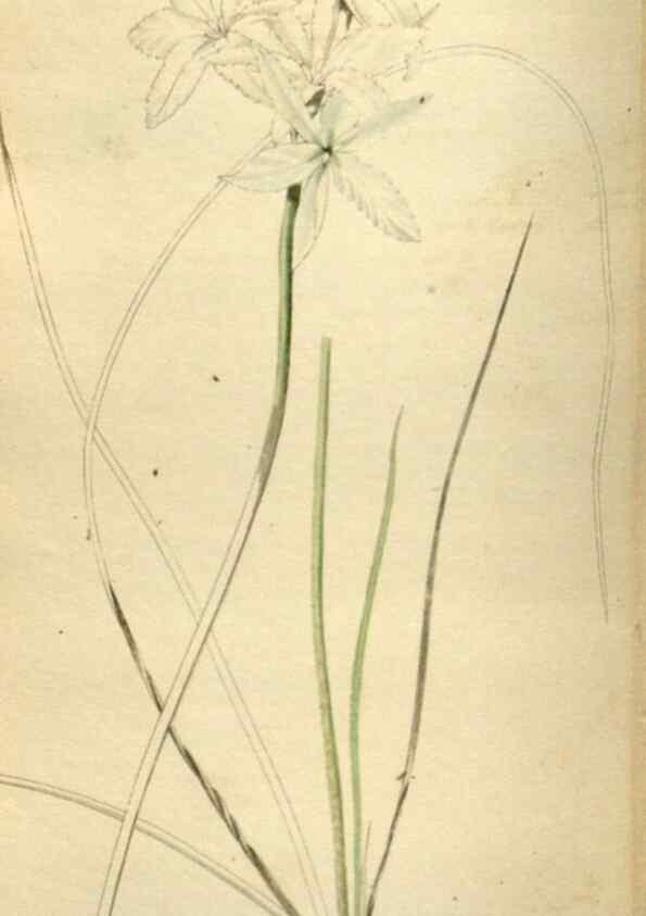 Reproducción/Reproduction 48787439221: The botanical cabinet. London :John & Arthur Arch ...,1817-1833.. 