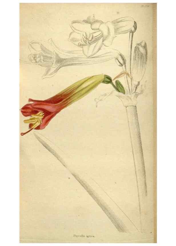 Reproducción/Reproduction 48787593317: The botanical cabinet. London :John & Arthur Arch ...,1817-1833.. 