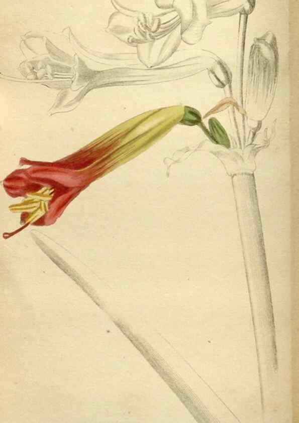 Reproducción/Reproduction 48787593317: The botanical cabinet. London :John & Arthur Arch ...,1817-1833.. 
