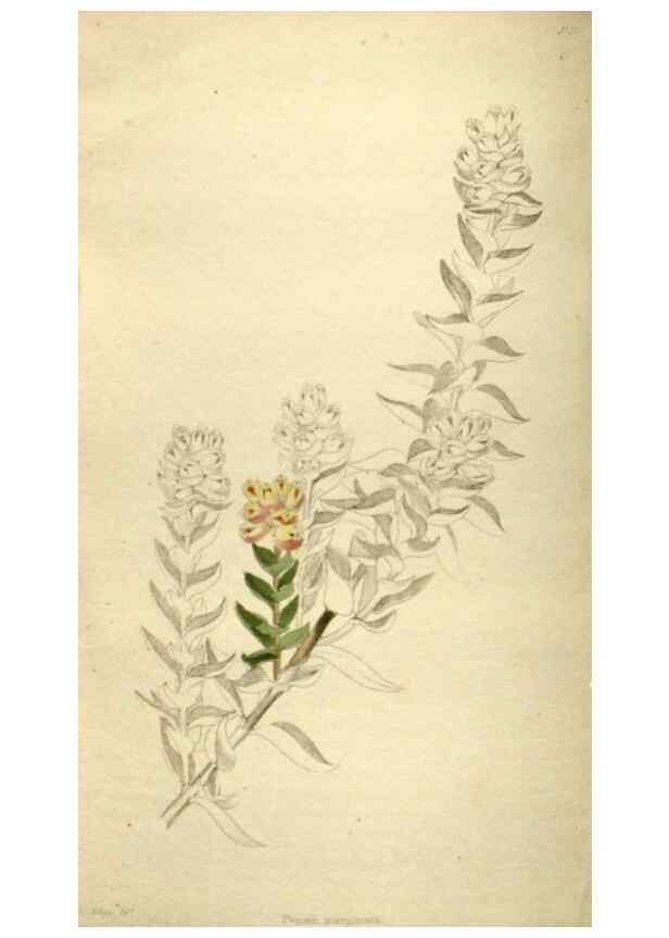 Reproducción/Reproduction 48787439716: The botanical cabinet. London :John & Arthur Arch ...,1817-1833.. 