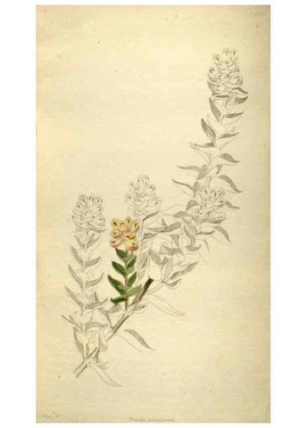 Reproducción/Reproduction 48787439716: The botanical cabinet. London :John & Arthur Arch ...,1817-1833.. 