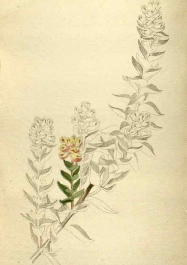 Reproducción/Reproduction 48787439716: The botanical cabinet. London :John & Arthur Arch ...,1817-1833.. 