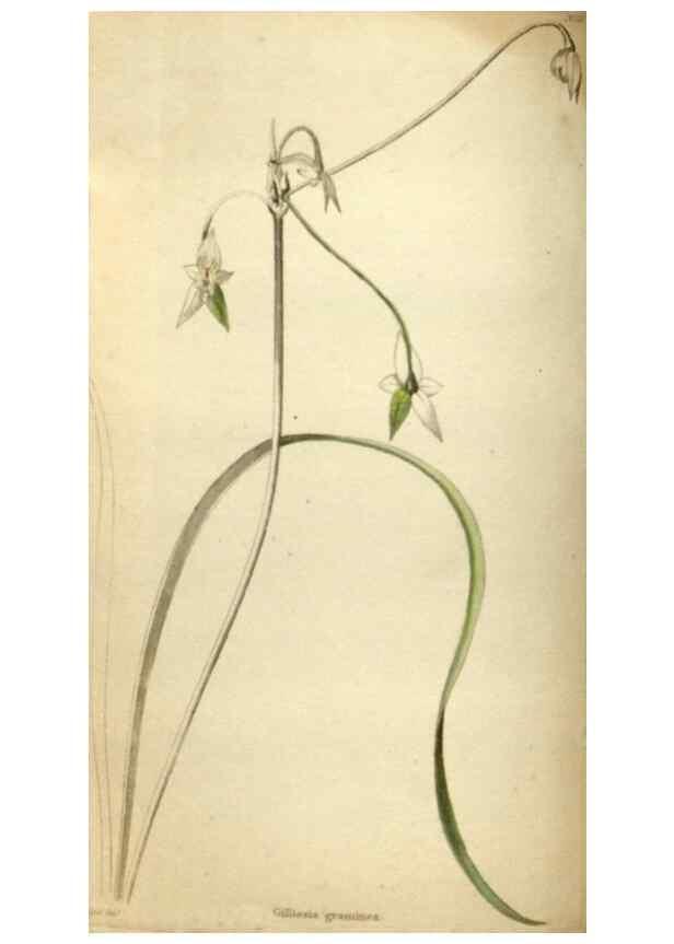 Reproducción/Reproduction 48787075878: The botanical cabinet. London :John & Arthur Arch ...,1817-1833.. 