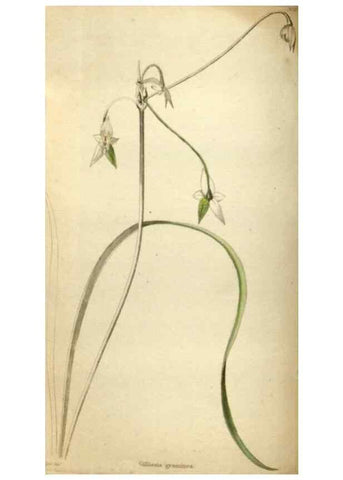 Reproducción/Reproduction 48787075878: The botanical cabinet. London :John & Arthur Arch ...,1817-1833.. 