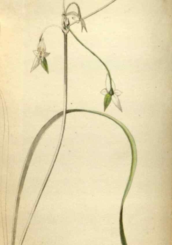 Reproducción/Reproduction 48787075878: The botanical cabinet. London :John & Arthur Arch ...,1817-1833.. 