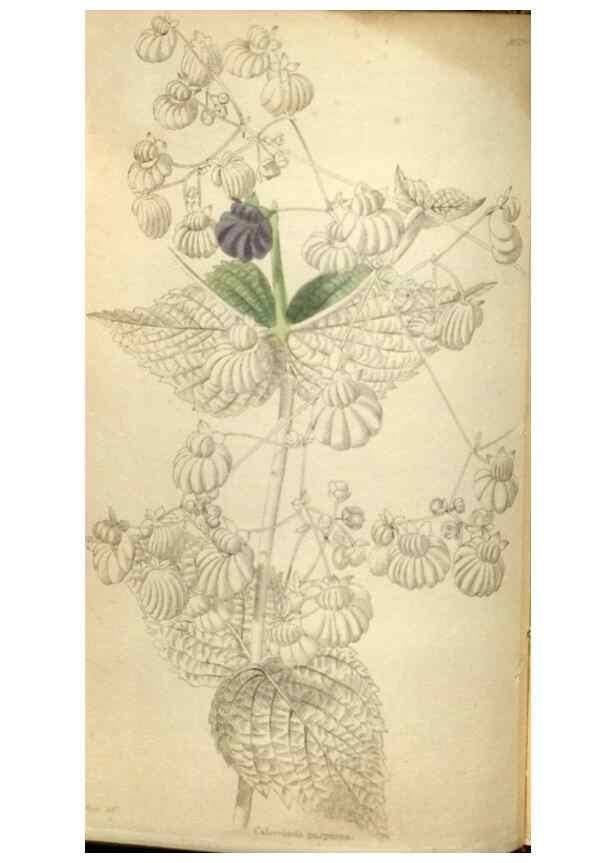 Reproducción/Reproduction 48787075653: The botanical cabinet. London :John & Arthur Arch ...,1817-1833.. 